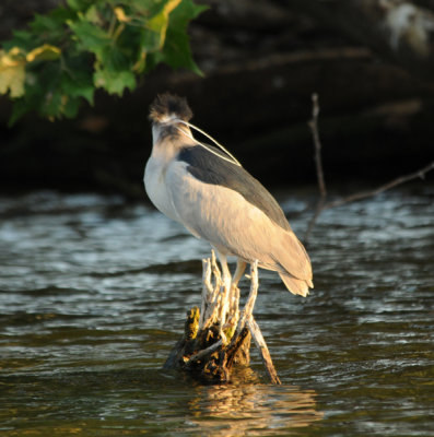 Black-crowned Night Heron adult showing plume length