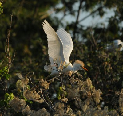 Cattle Egret taking flight