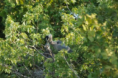 Great Blue Heron feeding young