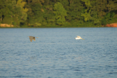 Little Blue Heron chased by fledgling