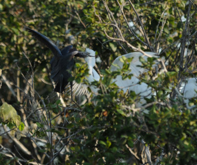 Little Blue Heron feeding young