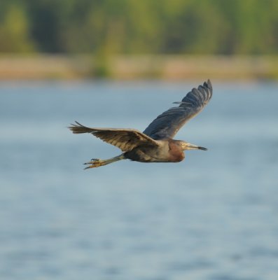 Little Blue Heron full adult