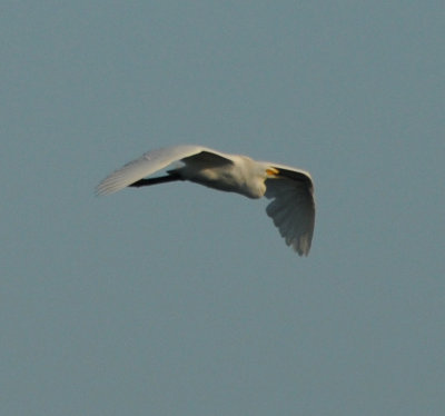 Snowy Egret adult