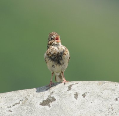 Vesper Sparrow, Round Bald at Carver's Gap
