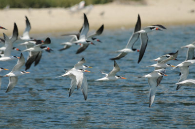 Elegant Terns