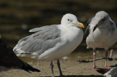 Glaucous-winged Gull