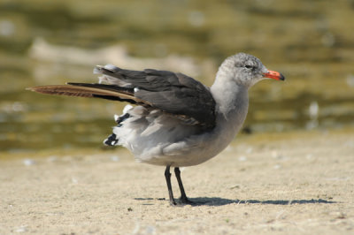 Heerman's Gull