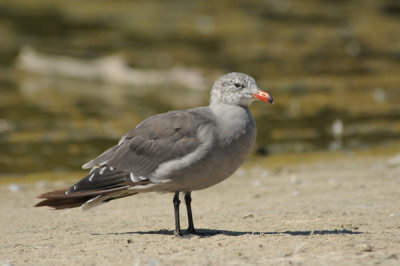 Heermans Gull