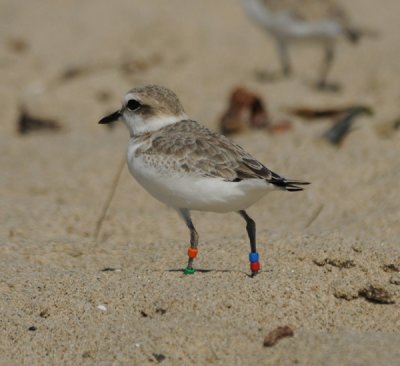 Snowy Plover- color banded