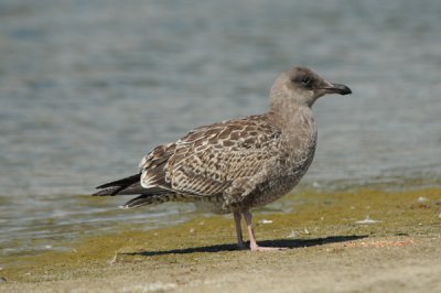 Western Gull immature