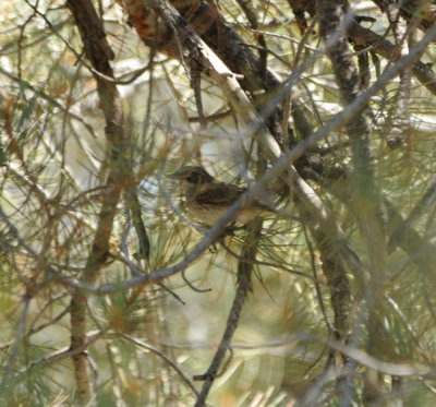Black-throated Sparrow juv
