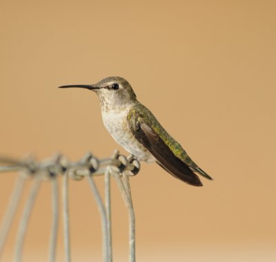 Annas Hummingbird imm female