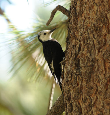 White-headed Woodpecker