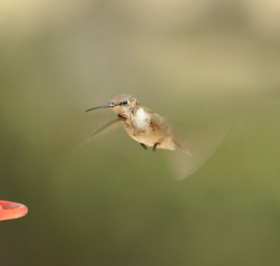 Costas Hummingbird imm male