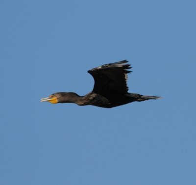 Double- crested Cormorant