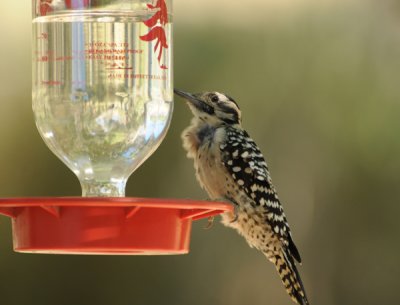 Ladder-backed Woodpecker