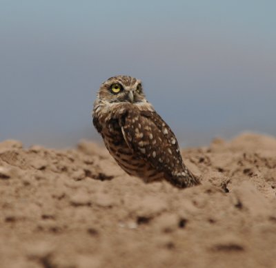 Burrowing Owl