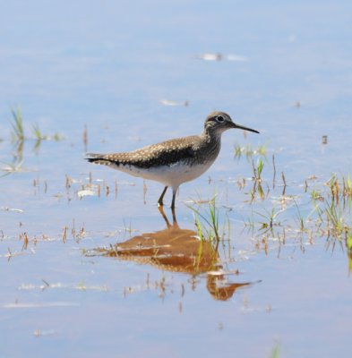 Solitary Sandpiper