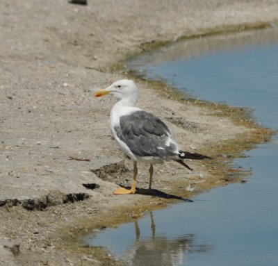 Yellow-footed Gull