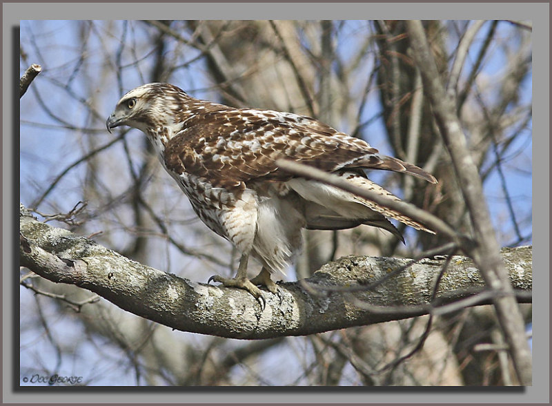 Kriders Red-tailed Hawk