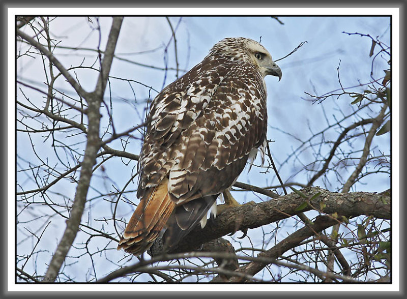 Kriders Red-tailed Hawk