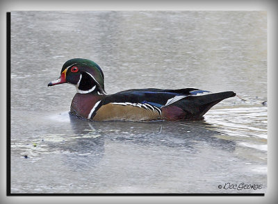 Male Wood Duck