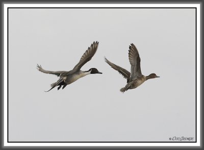 Pintails