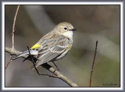 Yellow-rumped Warbler