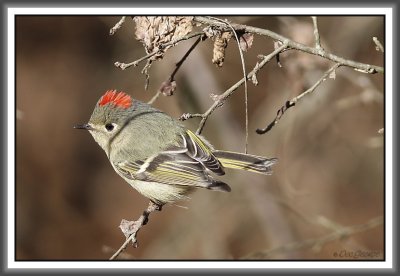 Kinglets