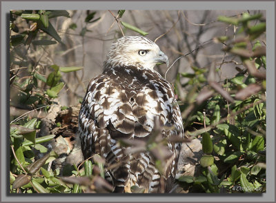 Krider's Red-tailed Hawk