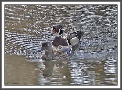 Wood Ducks - Black Dog Bayou