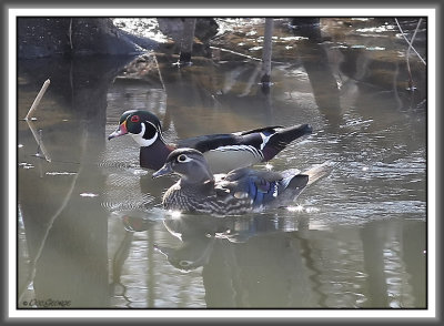 Wood Ducks - Black Dog Bayou