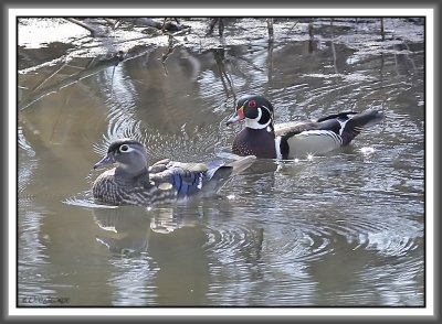 Wood Ducks - Black Dog Bayou