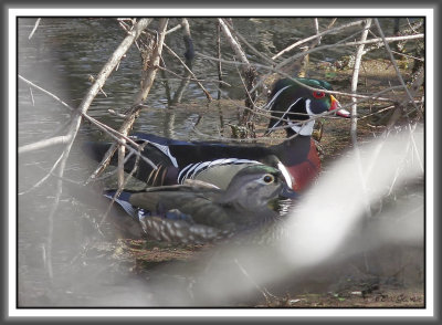 Wood Ducks - Black Dog Bayou