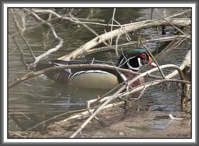 Wood Duck - Black Dog Bayou