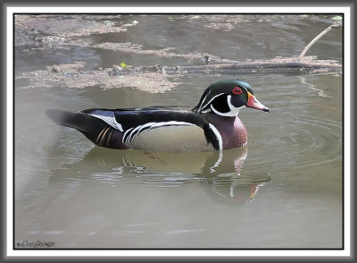Wood Duck Drake - Black Dog Bayou