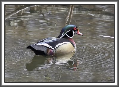 Wood Duck Drake - Black Dog Bayou