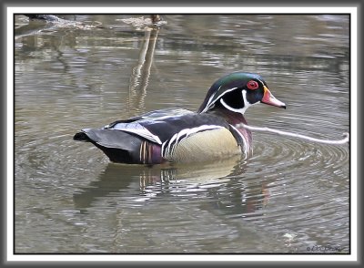 Wood Duck Drake - Black Dog Bayou