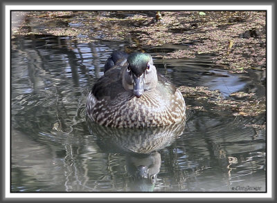 Wood Duck Hen - Black Dog Bayou