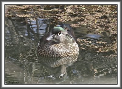 Wood Duck Hen - Black Dog Bayou