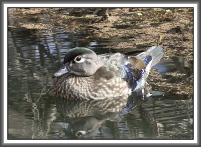 Wood Duck Hen - Black Dog Bayou