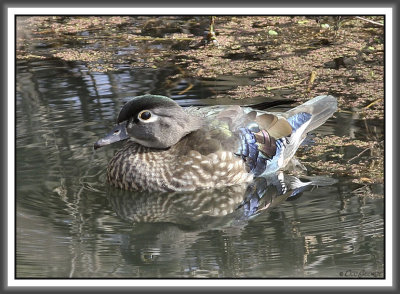 Wood Duck Hen - Black Dog Bayou