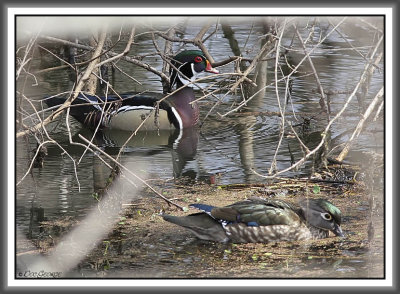 Wood Ducks - Black Dog Bayou