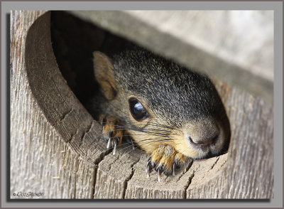 Squirrel in a box