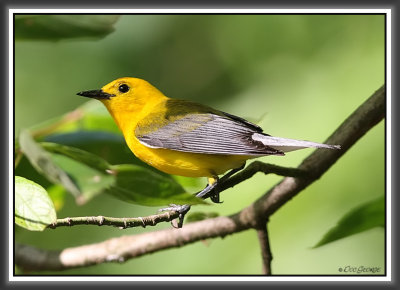 Prothonotary Warbler_
