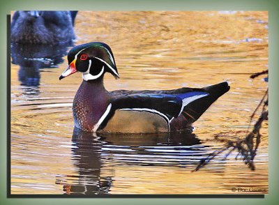 Woodduck Drake