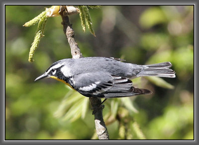 Yellow-throated Warbler