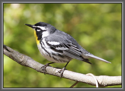 Yellow-throated Warbler