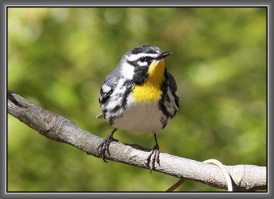 Yellow-throated Warbler