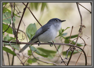 Blue-gray Gnatcatcher